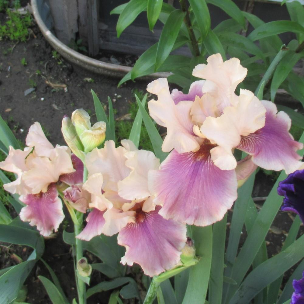 Photo of Tall Bearded Iris (Iris 'Annabelle Rose') uploaded by stilldew