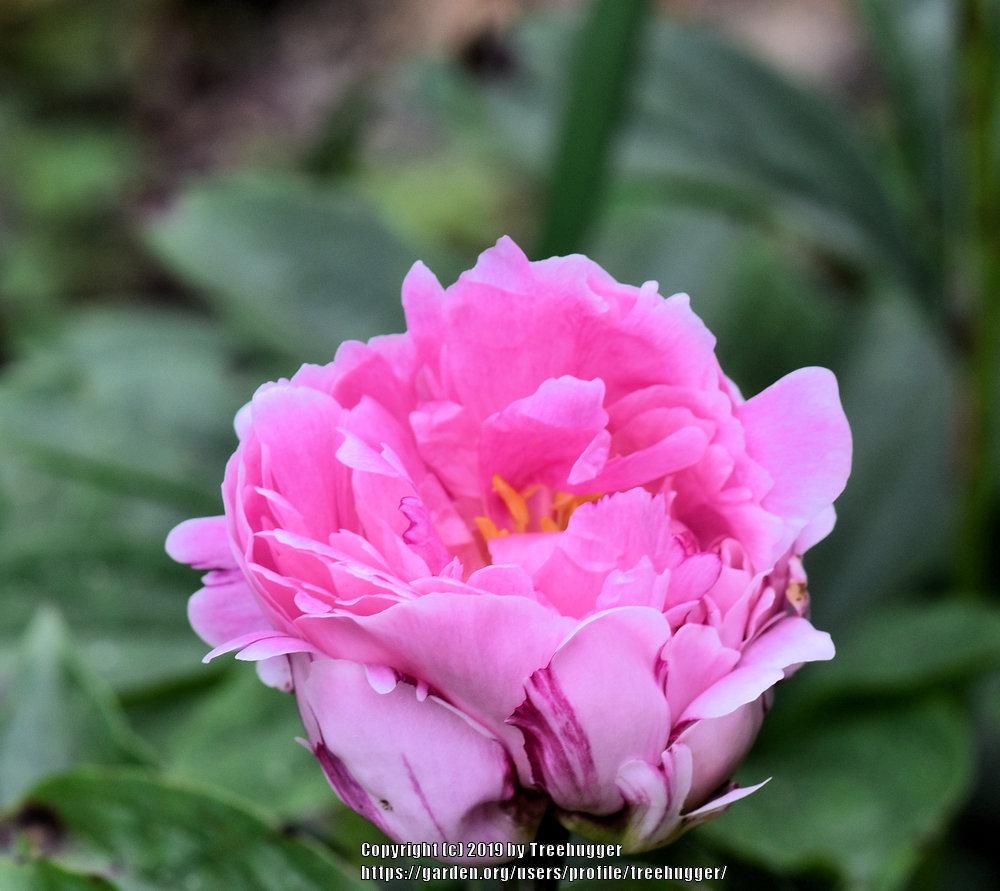 Photo of Chinese Peony (Paeonia lactiflora 'The Fawn') uploaded by treehugger