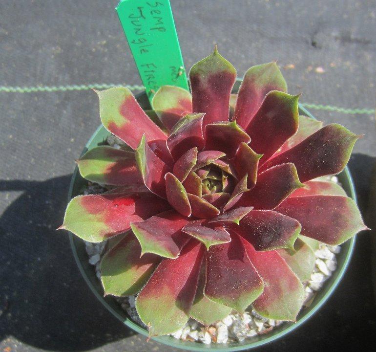 Photo of Hen and Chicks (Sempervivum 'Jungle Fires') uploaded by AntMan01