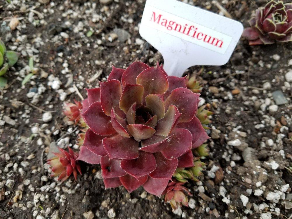 Photo of Hen and Chicks (Sempervivum 'Magnificum') uploaded by Chicklady