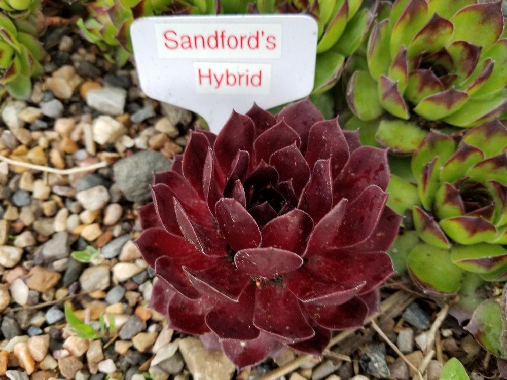 Photo of Hen and Chicks (Sempervivum 'Sanford's Hybrid') uploaded by Chicklady