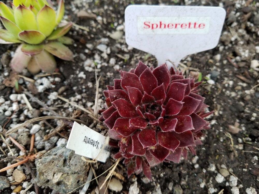 Photo of Hen and Chicks (Sempervivum 'Spherette') uploaded by Chicklady