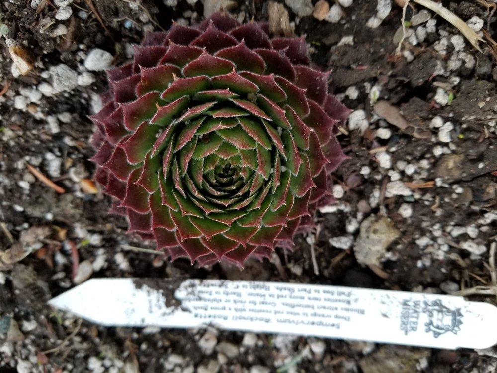Photo of Hen and Chicks (Sempervivum 'Rocknoll Rosette') uploaded by Chicklady