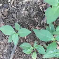Location: Paris, Tn 38242 zone 7a
Date: 2019-05-26
These are younger ones but I have some, Asclepias Exaltata (Poke 