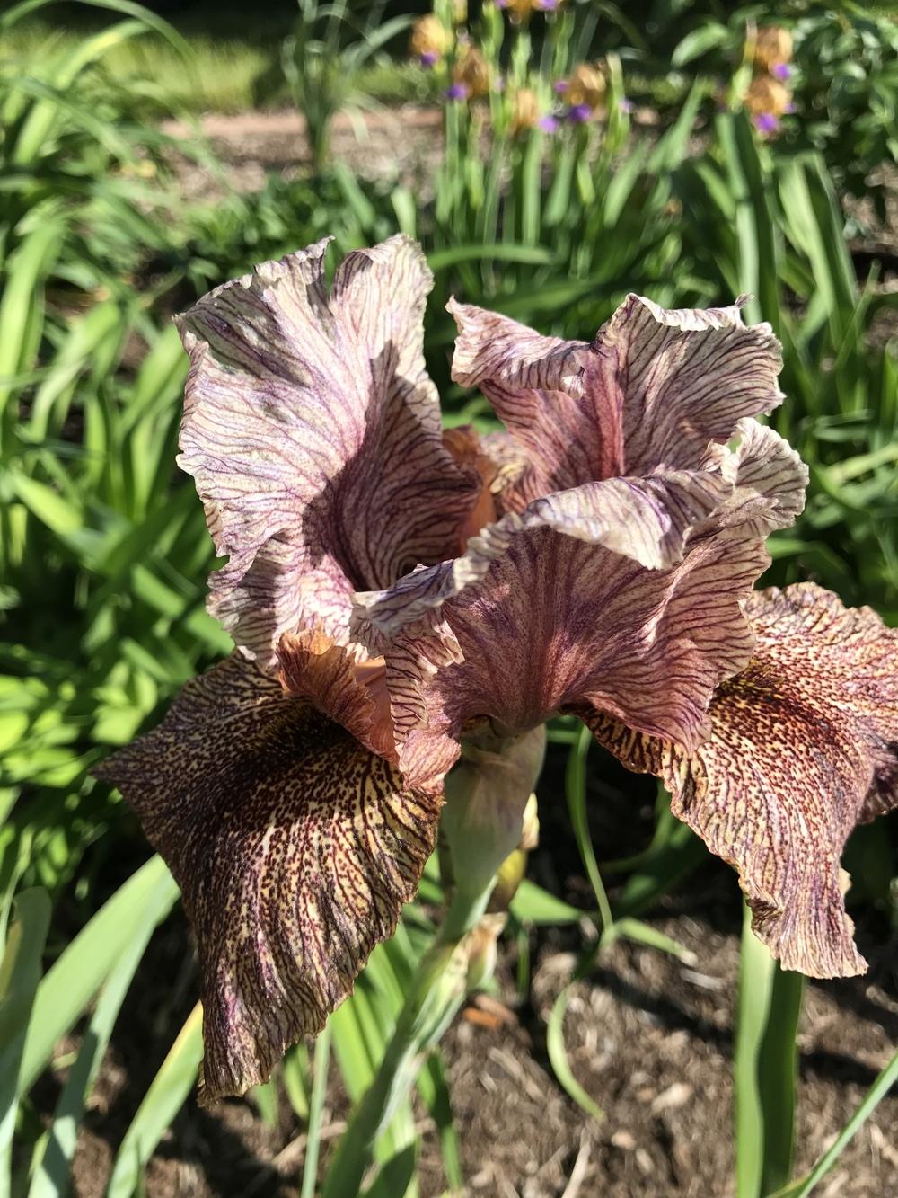 Photo of Arilbred Iris (Iris 'Sand Dancer') uploaded by Legalily
