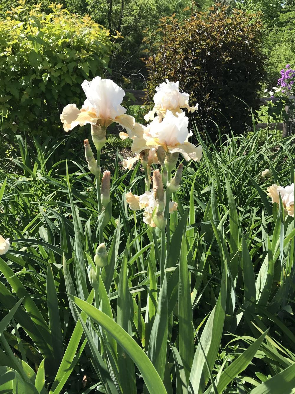 Photo of Tall Bearded Iris (Iris 'Champagne Elegance') uploaded by Legalily