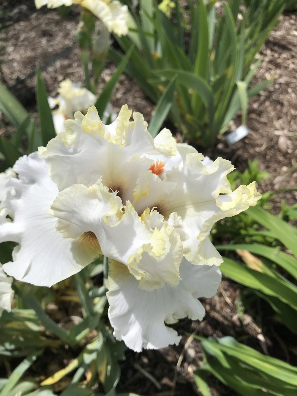 Photo of Tall Bearded Iris (Iris 'Casting Crowns') uploaded by Legalily