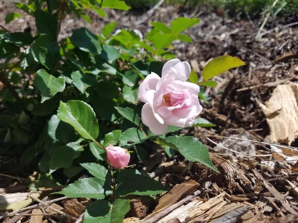 Photo of Rose (Rosa 'Marie Pavie') uploaded by OrganicJen