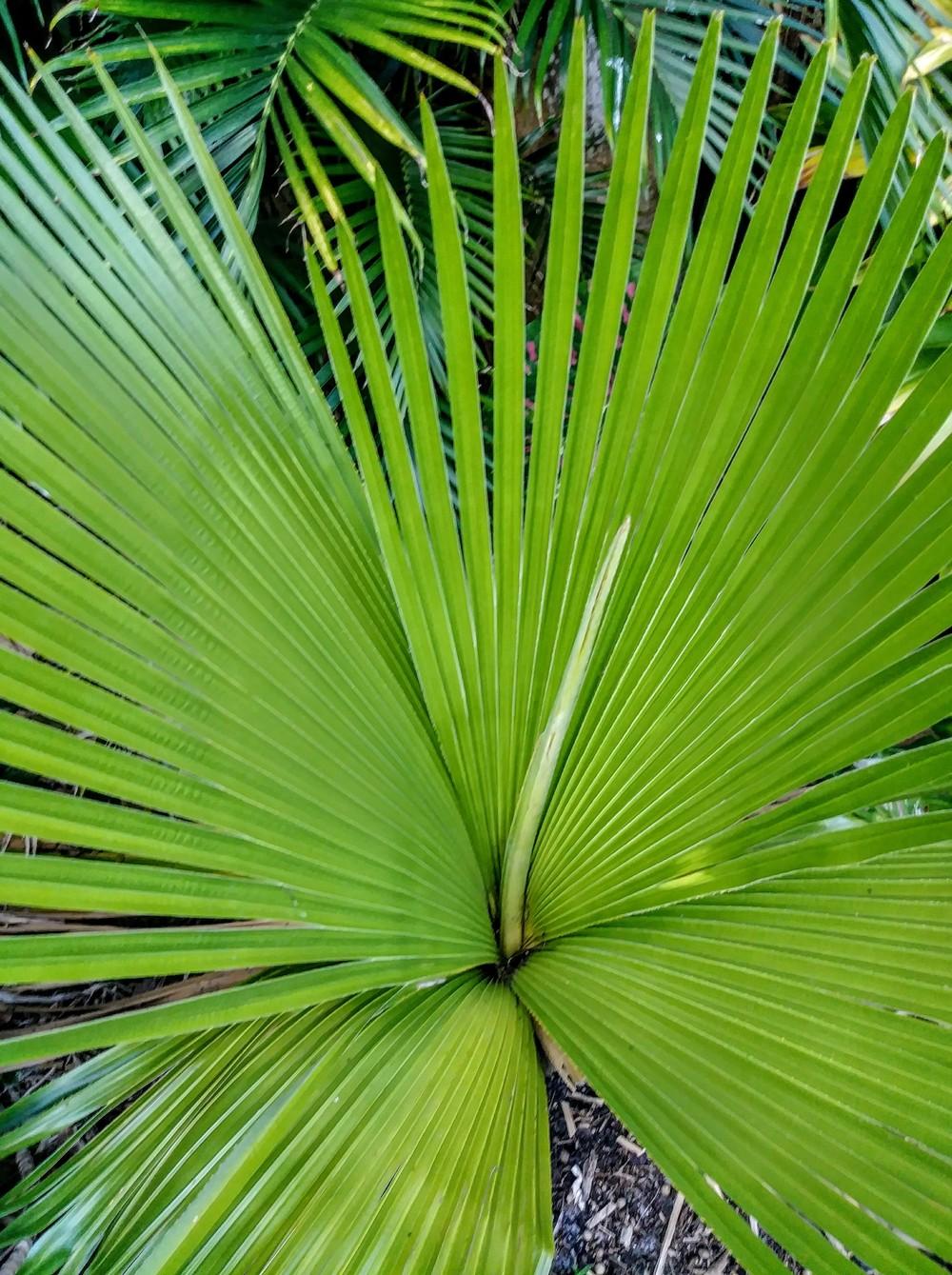 Photo of Cuban Petticoat Palm (Copernicia macroglossa) uploaded by ScotTi