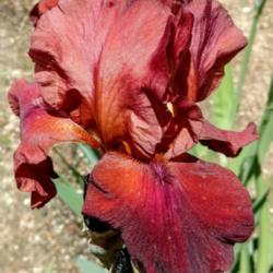 Location: My garden
Date: 2019-05-25
My favorite historic red, so far!