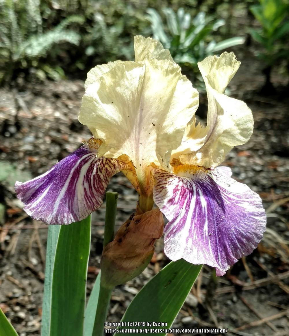 Photo of Intermediate Bearded Iris (Iris 'Doe Z Doe') uploaded by evelyninthegarden