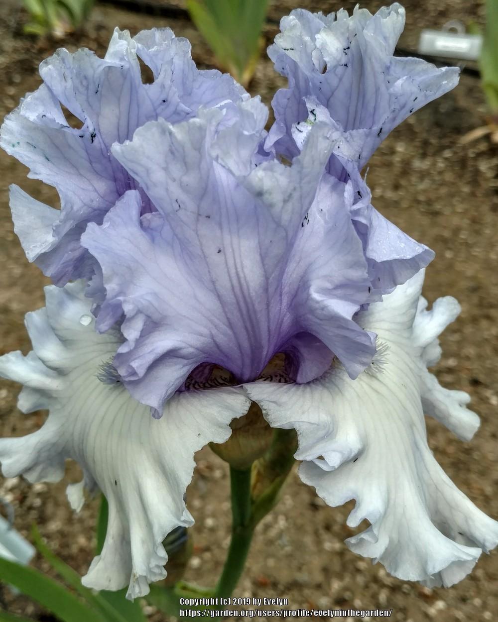 Photo of Tall Bearded Iris (Iris 'Never Been Kissed') uploaded by evelyninthegarden