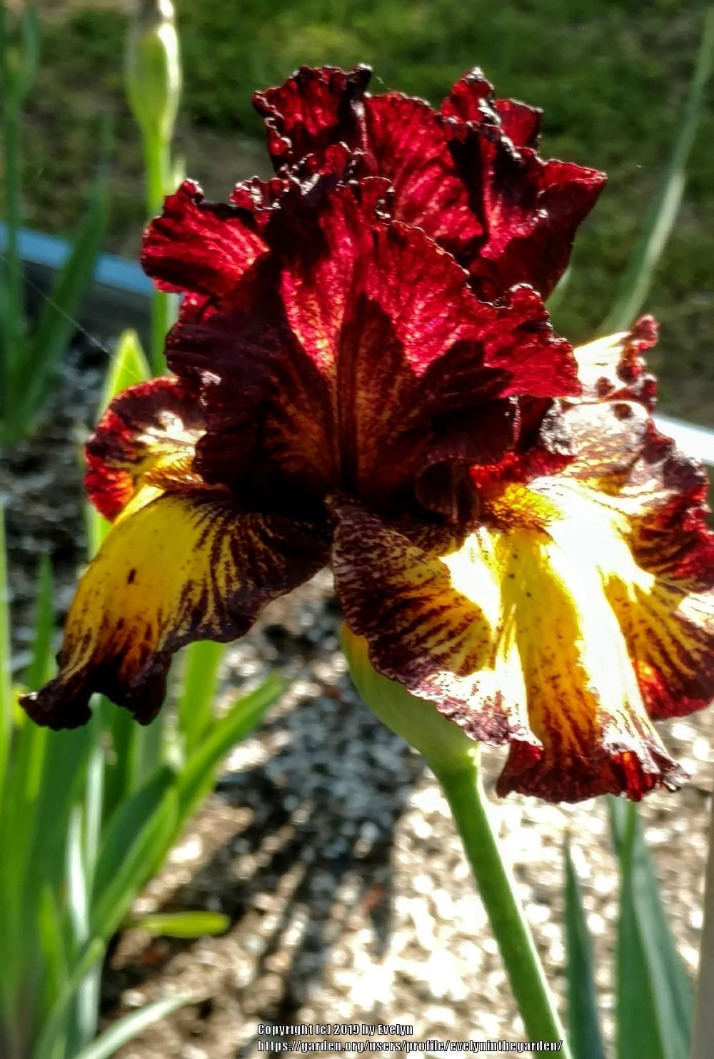 Photo of Tall Bearded Iris (Iris 'Tuscan Summer') uploaded by evelyninthegarden