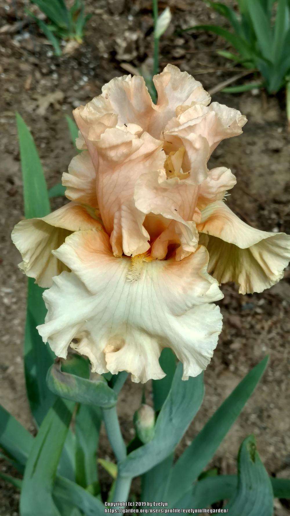 Photo of Tall Bearded Iris (Iris 'Peach Pearl') uploaded by evelyninthegarden