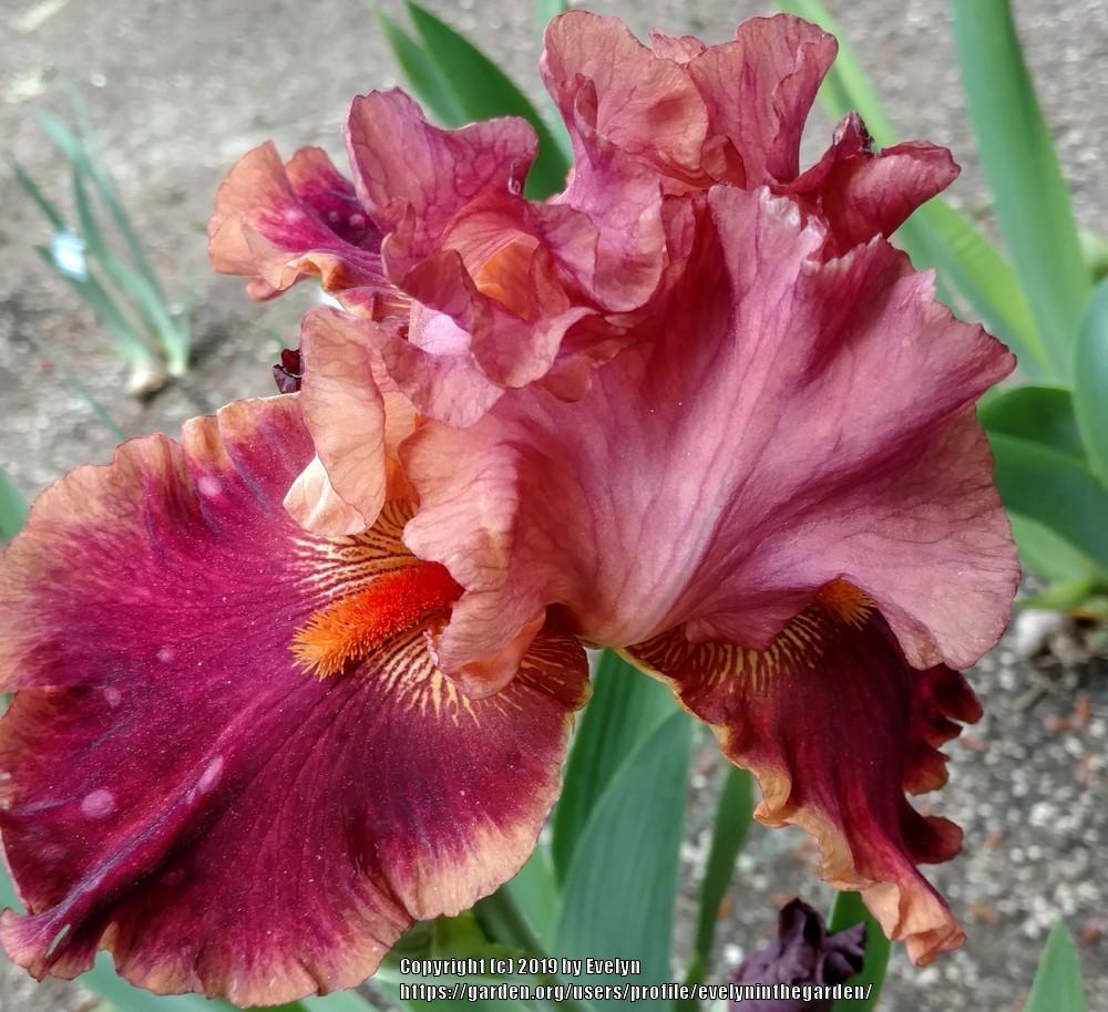 Photo of Tall Bearded Iris (Iris 'Drinks at Sunset') uploaded by evelyninthegarden