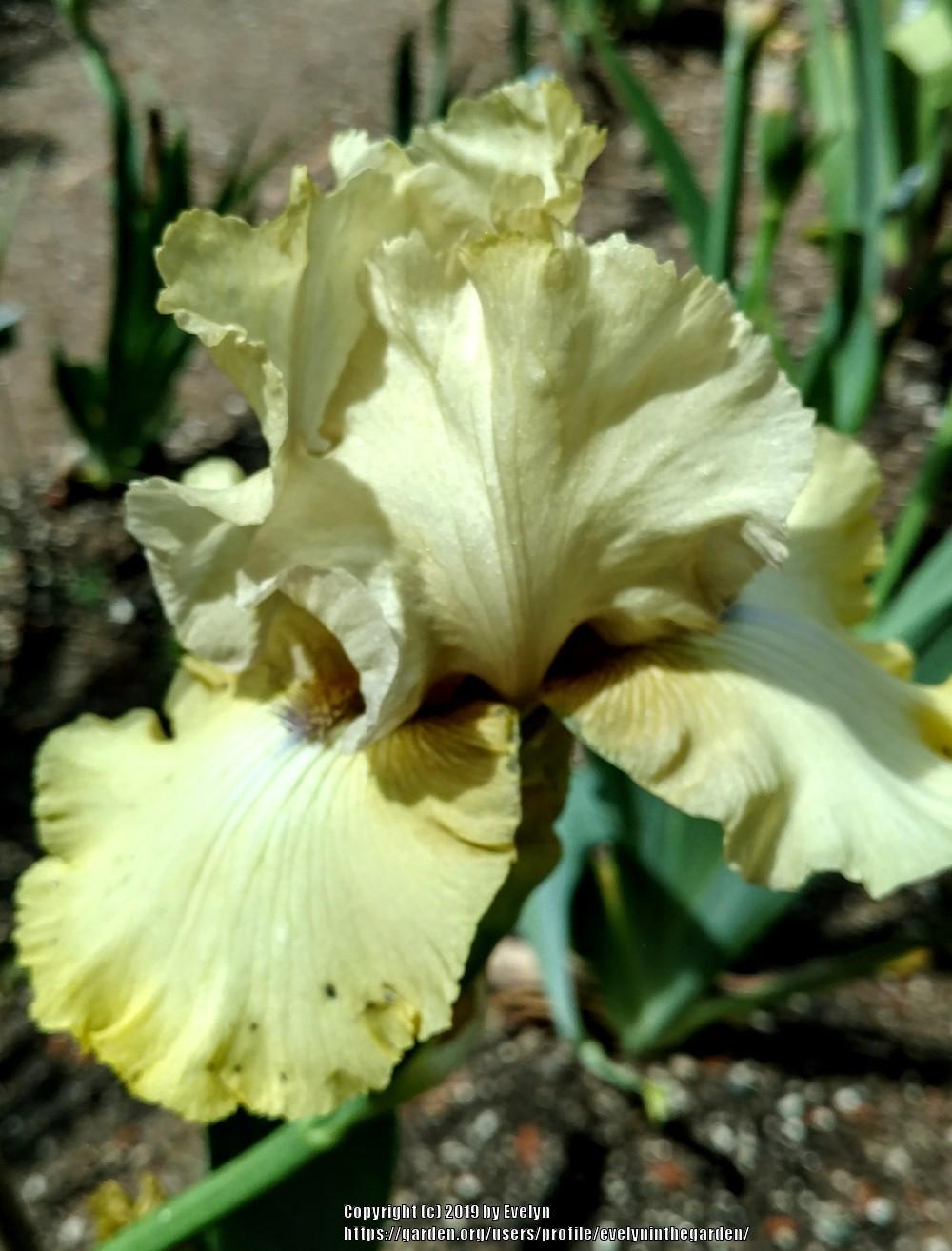 Photo of Tall Bearded Iris (Iris 'County Cork') uploaded by evelyninthegarden