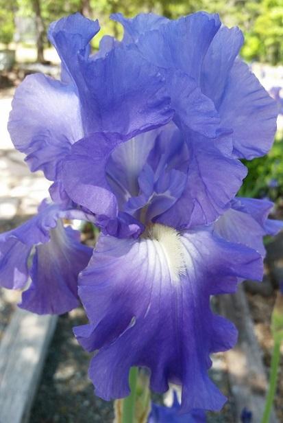 Photo of Tall Bearded Iris (Iris 'Victoria Falls') uploaded by flowerpower35