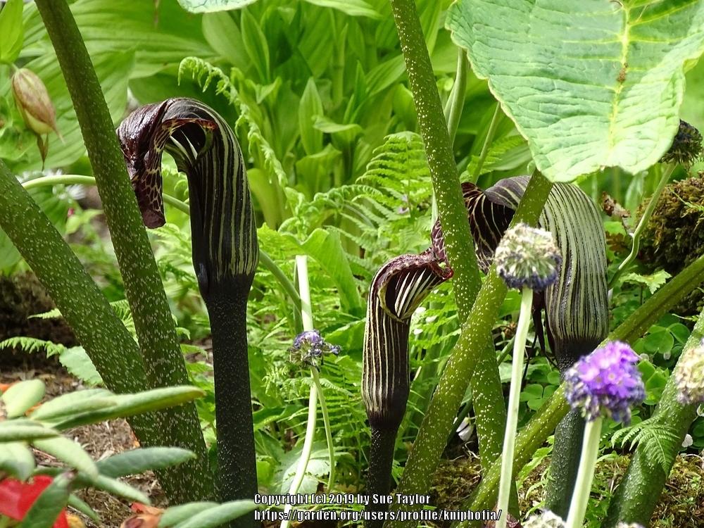 Photo of Griffith's Cobra Lily (Arisaema griffithii) uploaded by kniphofia