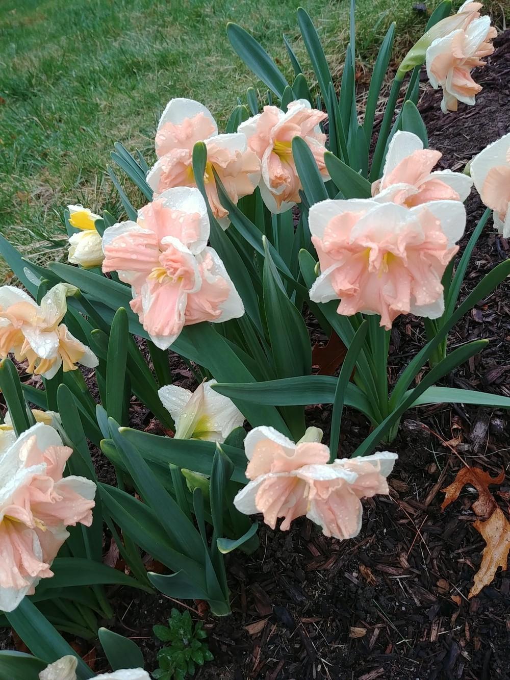 Photo of Split-Cupped Collar Daffodil (Narcissus 'Apricot Whirl') uploaded by ElyceC