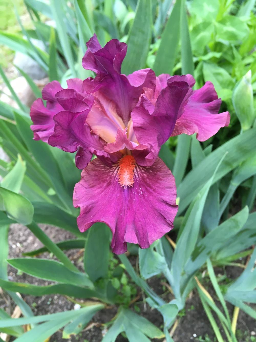 Photo of Intermediate Bearded Iris (Iris 'Revved Up Rose') uploaded by Lbsmitty