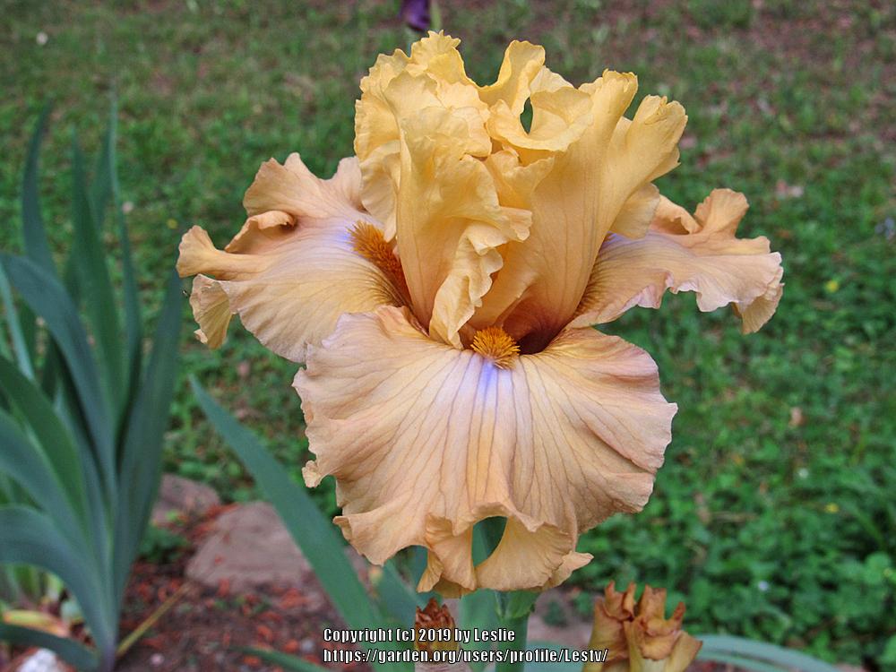 Photo of Tall Bearded Iris (Iris 'Frilled to Bits') uploaded by Lestv