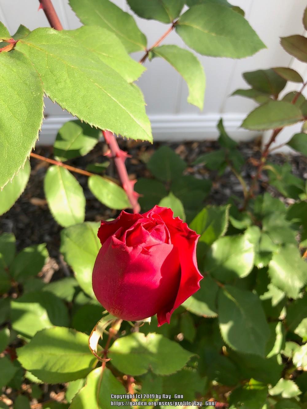 Photo of Hybrid Tea Rose (Rosa 'Mister Lincoln') uploaded by Ray_Gun
