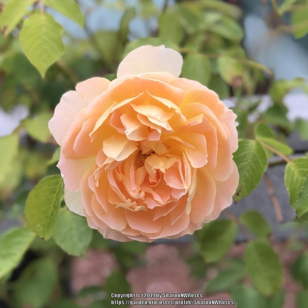 Photo of Rose (Rosa 'Molineux') uploaded by SharonNWRoses