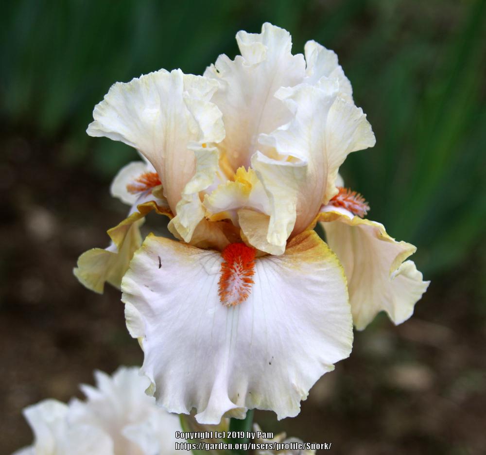 Photo of Tall Bearded Iris (Iris 'Kendry Mae') uploaded by Snork