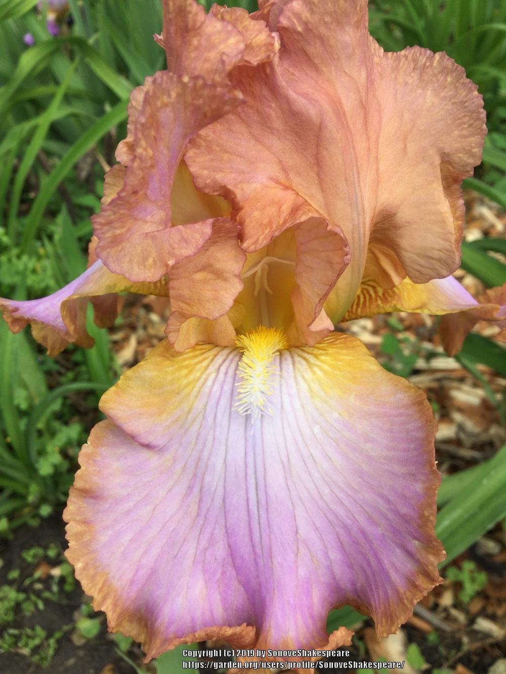 Photo of Tall Bearded Iris (Iris 'Afternoon Delight') uploaded by SonoveShakespeare