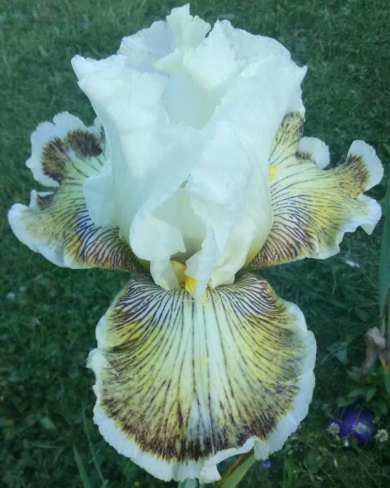 Photo of Tall Bearded Iris (Iris 'Spring Madness') uploaded by Tiff2884