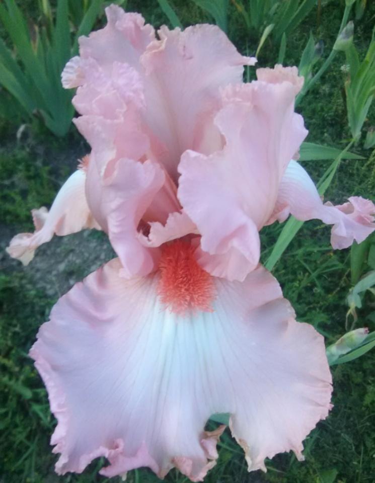 Photo of Tall Bearded Iris (Iris 'Poodle Parade') uploaded by Tiff2884