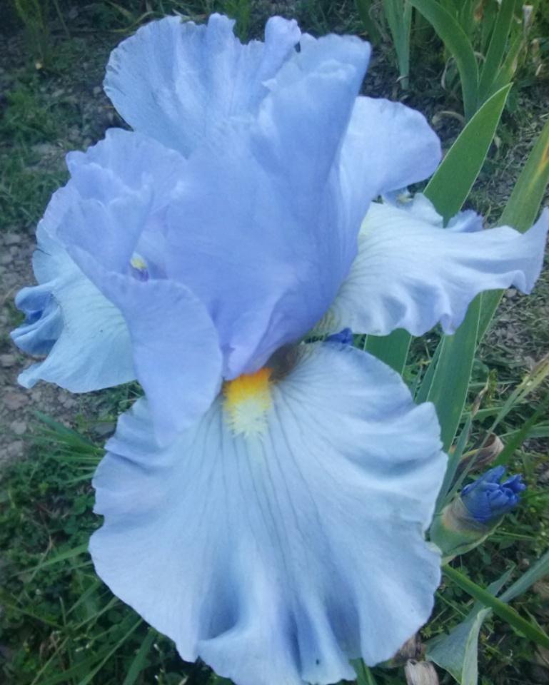 Photo of Tall Bearded Iris (Iris 'Sky and Sun') uploaded by Tiff2884