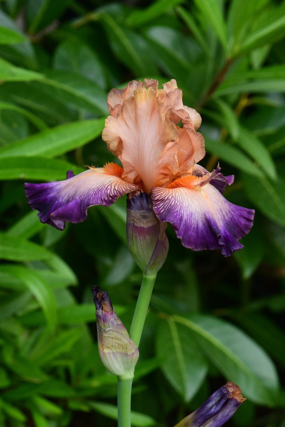 Photo of Tall Bearded Iris (Iris 'Belle de Mai') uploaded by cliftoncat