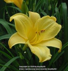 Thumb of 2019-05-28/daylilly99/be4ad1