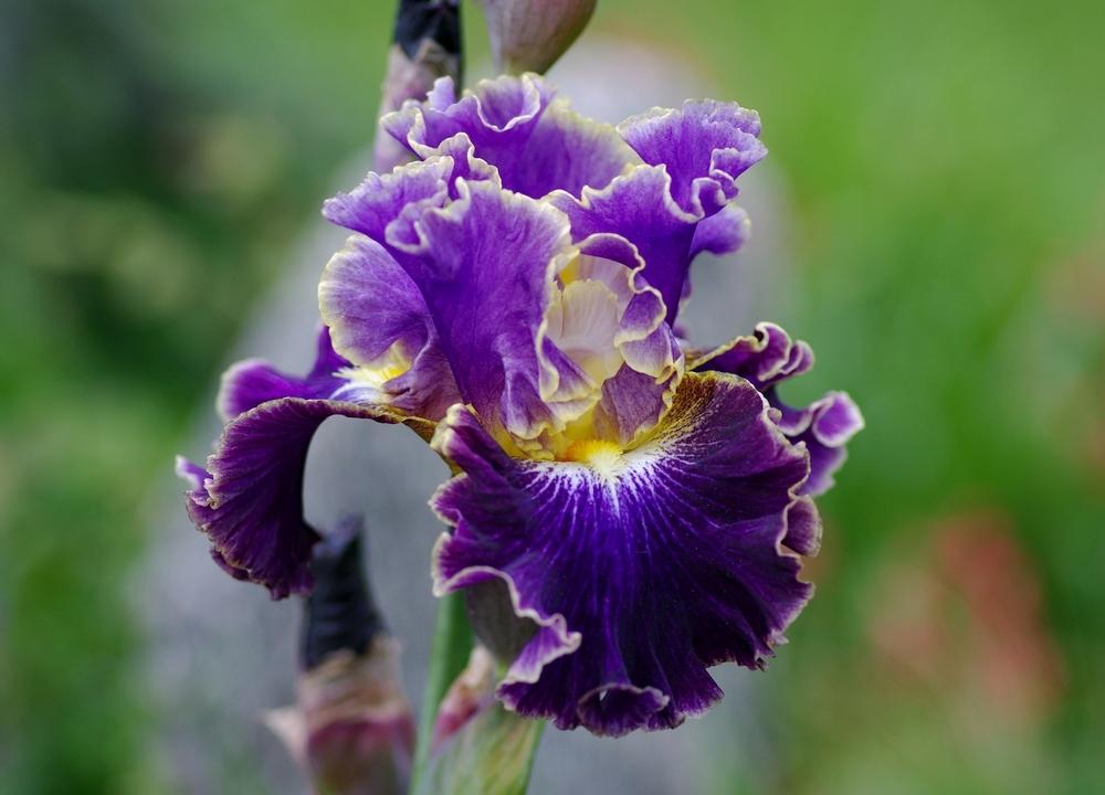 Photo of Tall Bearded Iris (Iris 'Belle Fille') uploaded by evermorelawnless