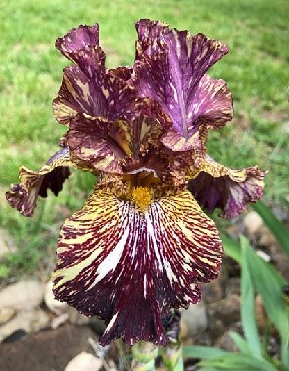 Photo of Tall Bearded Iris (Iris 'Bewilderbeast') uploaded by flowerpower35