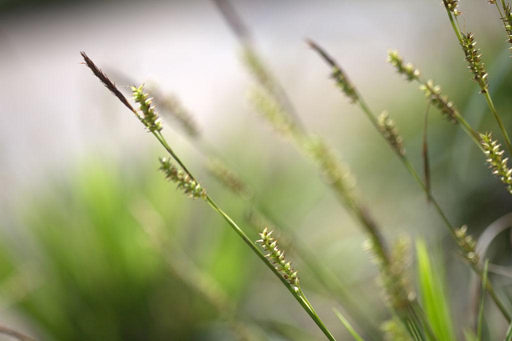 Photo of Japanese Grass Sedge (Carex morrowii 'Variegata') uploaded by robertduval14