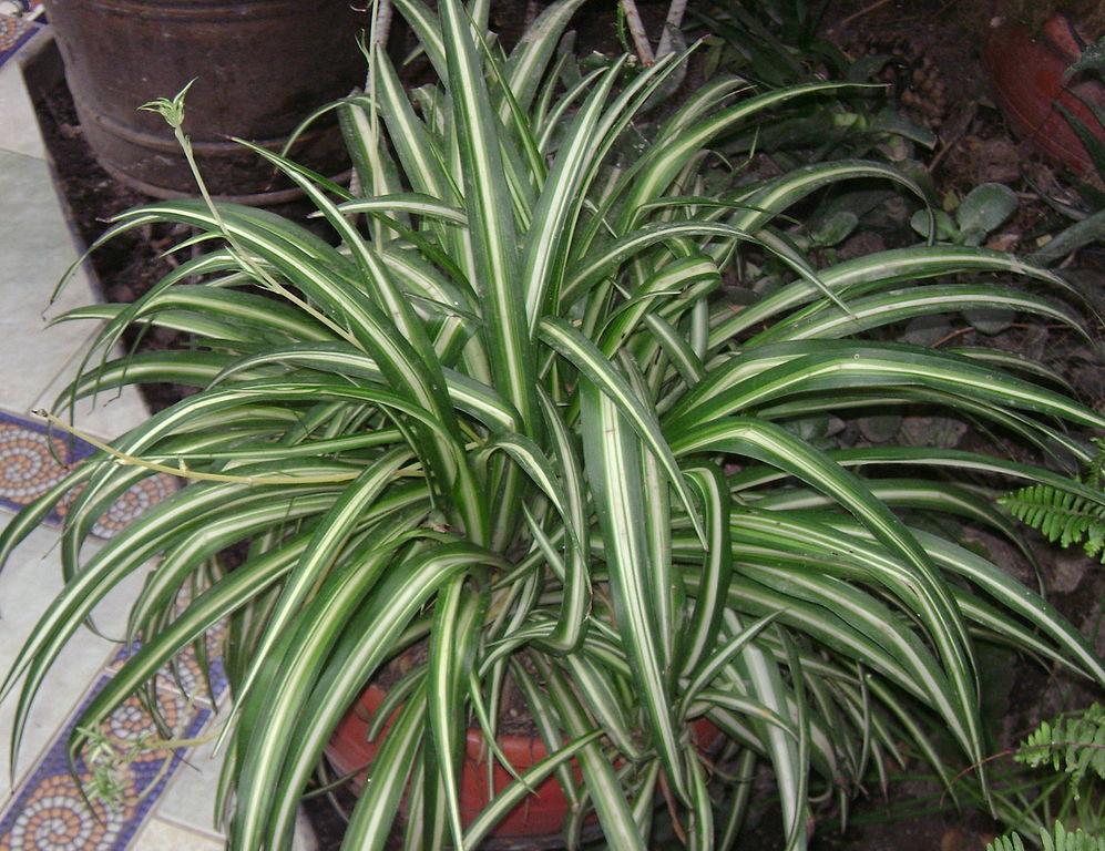 Photo of Variegated Spider Plant (Chlorophytum comosum 'Vittatum') uploaded by robertduval14