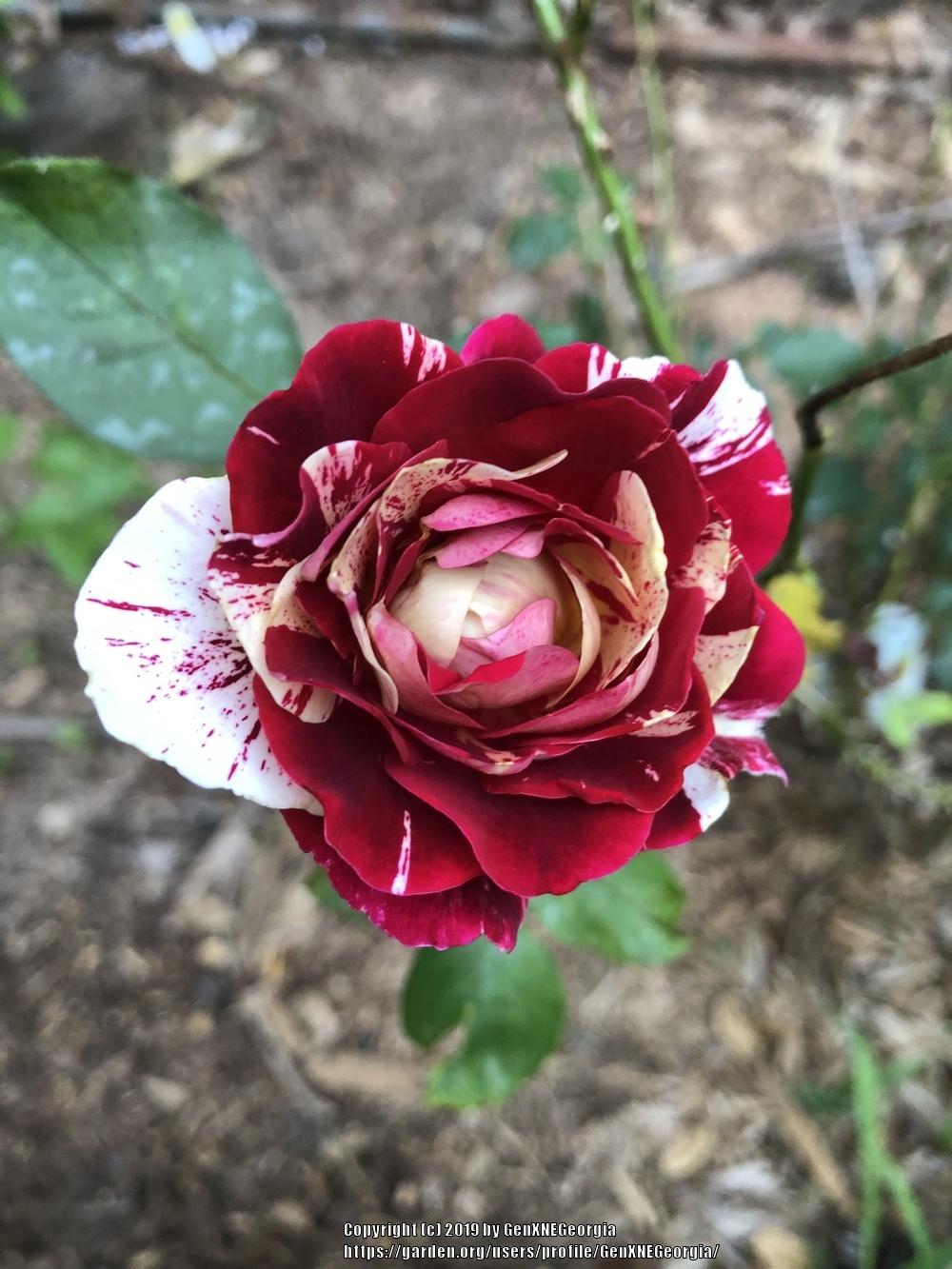 Photo of Rose (Rosa 'George Burns') uploaded by GenXNEGeorgia