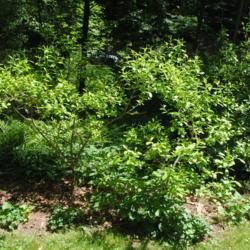 Location: Jenkins Arboretum in Berwyn, Pennsylvania
Date: 2019-05-26
two shrubs planted