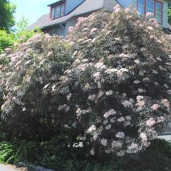 Location: Wayne, Pennsylvania
Date: 2019-05-26
full-grown shrub in bloom