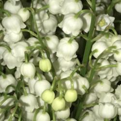 Location: Ontario
Date: May 28 2019
Lily of the Valley bouquet