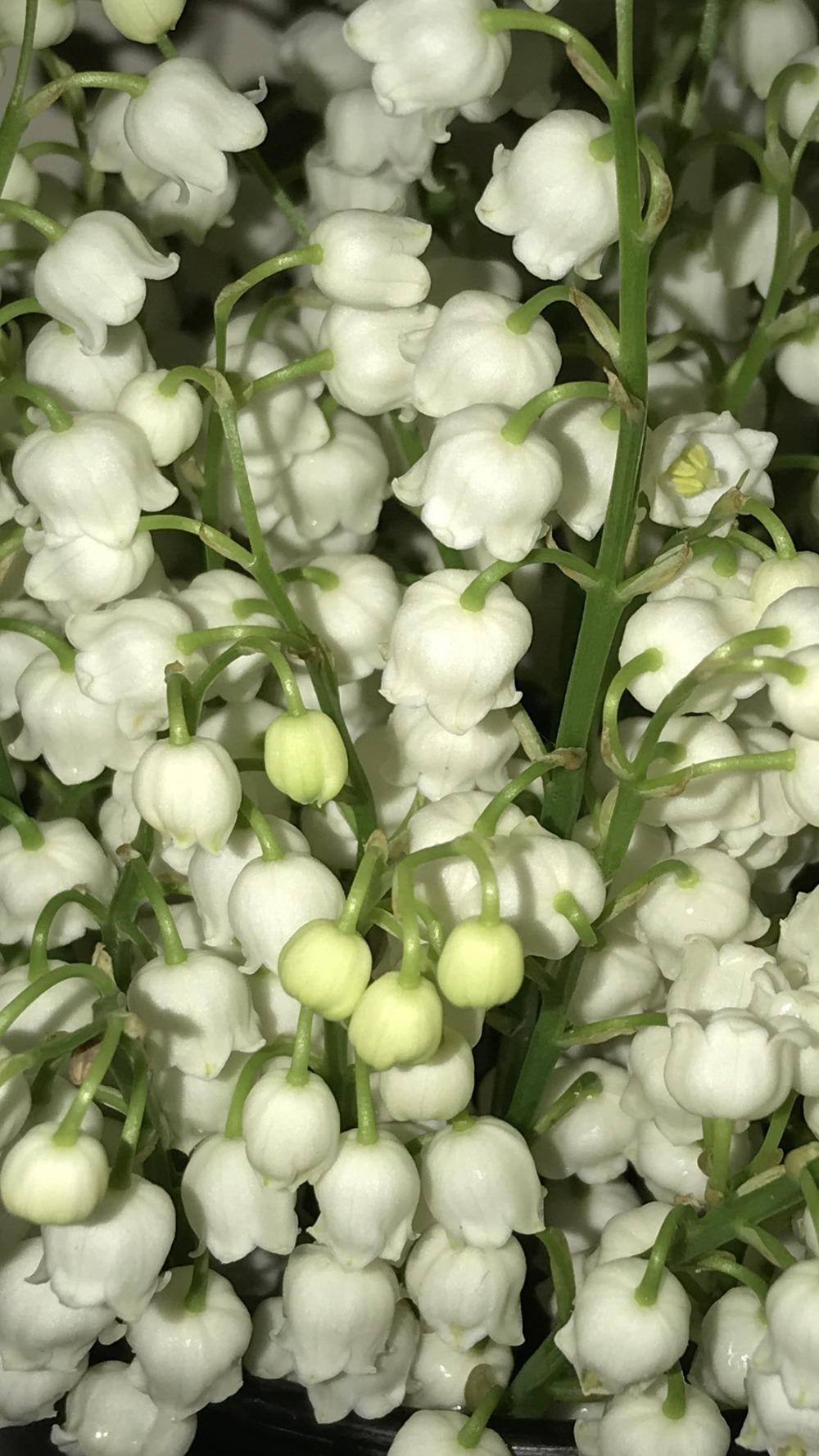 Photo of Lilies of the Valley (Convallaria) uploaded by JuliaP