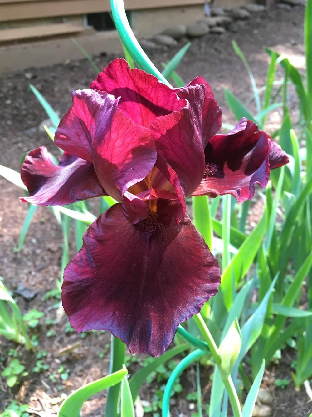 Photo of Tall Bearded Iris (Iris 'Red Dirt Road') uploaded by lharvey16