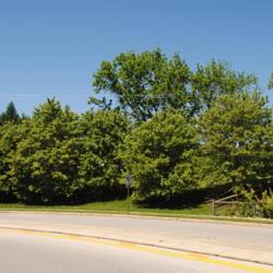 Location: Downingtown, Pennsylvania
Date: 2019-05-24
line of planted trees at shopping center exit