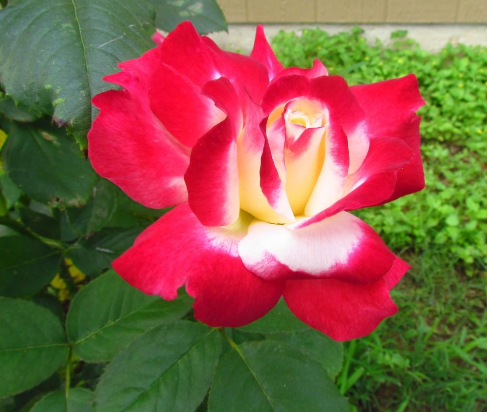 Photo of Hybrid Tea Rose (Rosa 'Double Delight') uploaded by Moondog