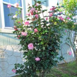 Location: Jourdanton, Texas
Date: 2019-04-20
As of May 30, 2019, this rose is 9' in height