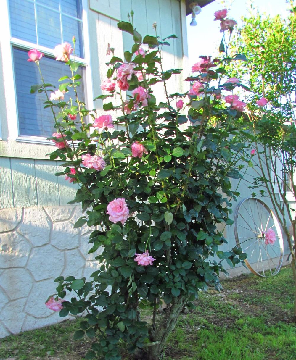 Photo of Rose (Rosa 'Queen Elizabeth') uploaded by Moondog