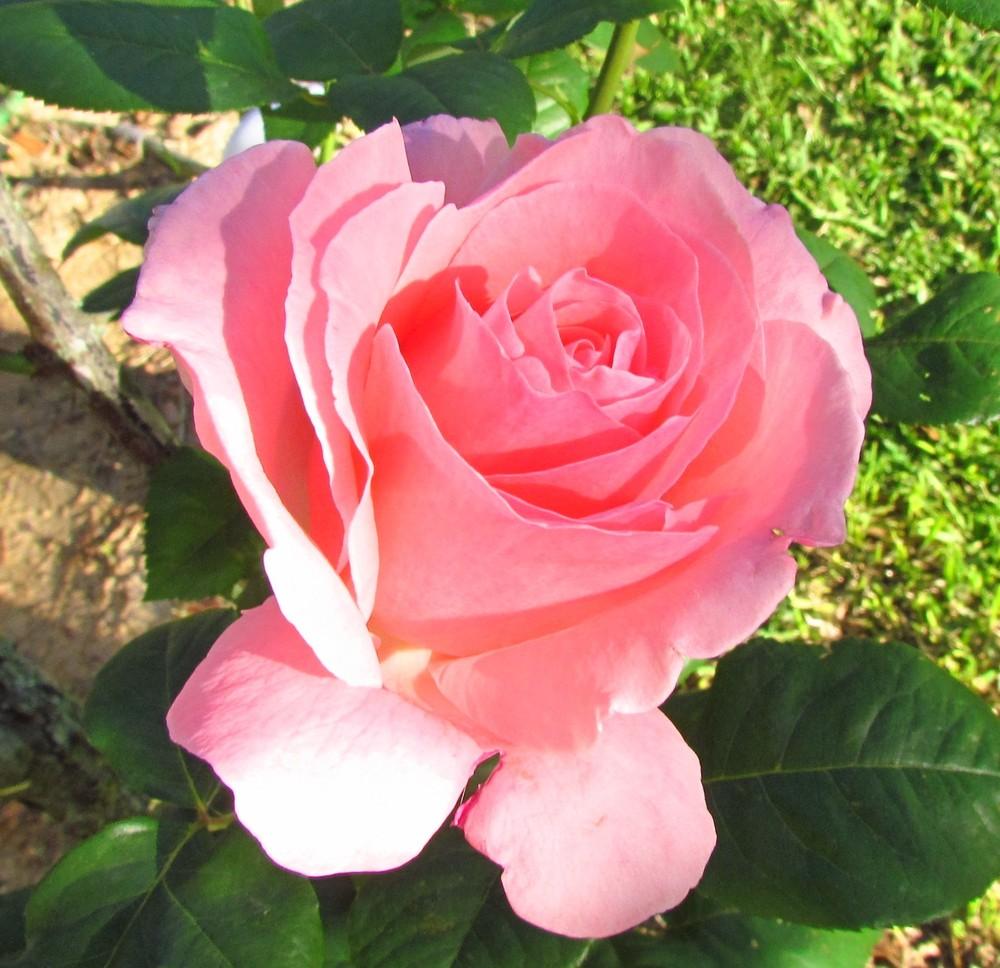 Photo of Rose (Rosa 'Queen Elizabeth') uploaded by Moondog
