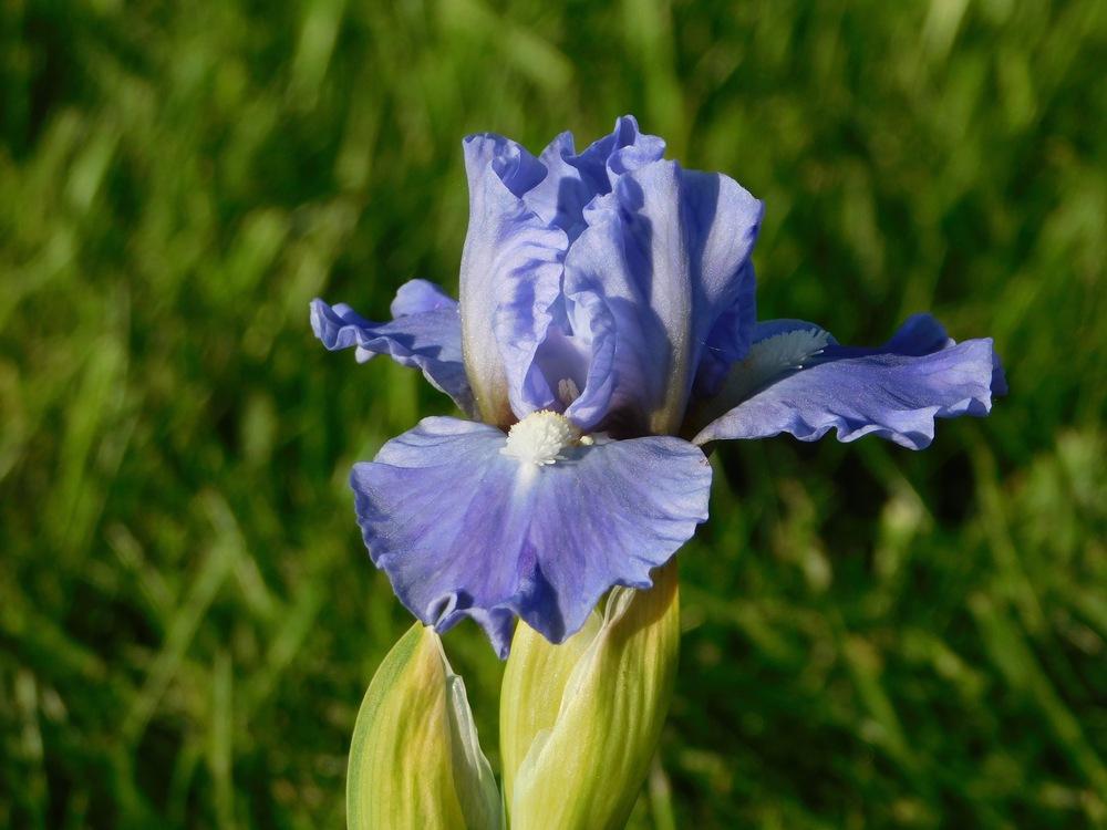 Photo of Standard Dwarf Bearded Iris (Iris 'Clear Blue Sky') uploaded by bramedog